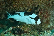 Plectorhinchus picus Diagramme noir et blanc juv-Praslin Baie chevalier-16m-20190610-Denis-ADER-DSC_8957_tn